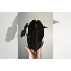 Anthurium BVEP 'Olivia'