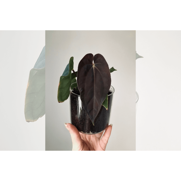 Anthurium BVEP 'Olivia'