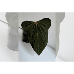 Anthurium (portillae x kunayalense) 'Pink Diamond'