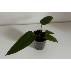 Anthurium (portillae x kunayalense) 'Pink Diamond'