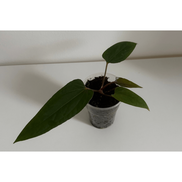 Anthurium (portillae x kunayalense) 'Pink Diamond'