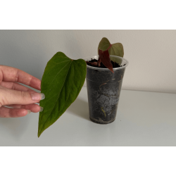 Anthurium (portillae x kunayalense) 'Pink Diamond'