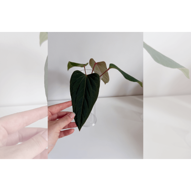 Anthurium (portillae x kunayalense) 'Pink Diamond'