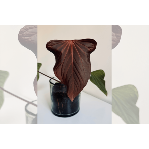 Anthurium (portillae x kunayalense) 'Pink Diamond'