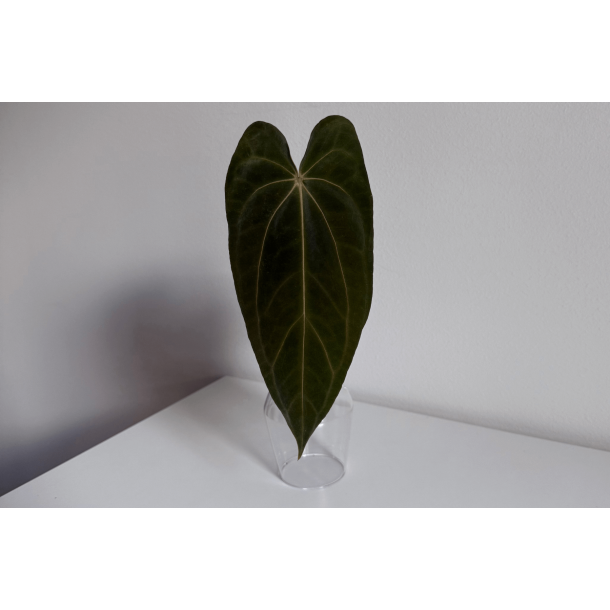 Anthurium papillilaminum 'RLFS' x carlablackiae