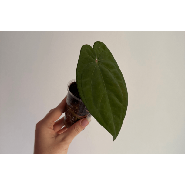 Anthurium 'Red Vein Dark Phoenix'