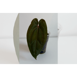 Anthurium 'Red Vein Dark Phoenix'