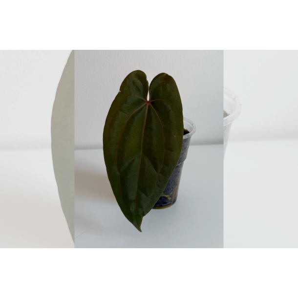 Anthurium 'Red Vein Dark Phoenix'