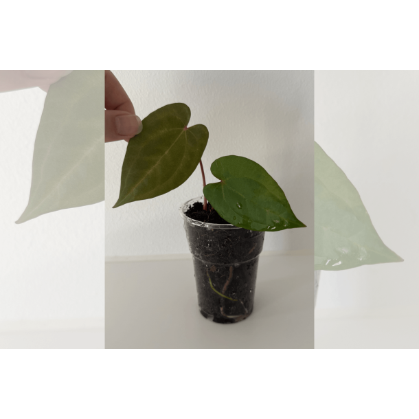 Anthurium 'Red Vein Dark Phoenix'