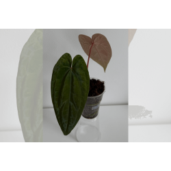 Anthurium 'Red Vein Dark Phoenix'