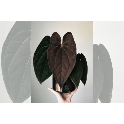 Anthurium 'Red Vein Dark Phoenix'