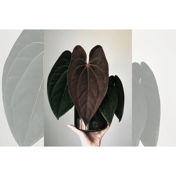 Anthurium 'Red Vein Dark Phoenix'