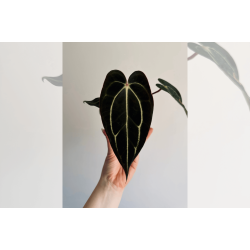 Anthurium carlablackiae 'Serenity'