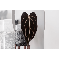 Anthurium carlablackiae 'Serenity'