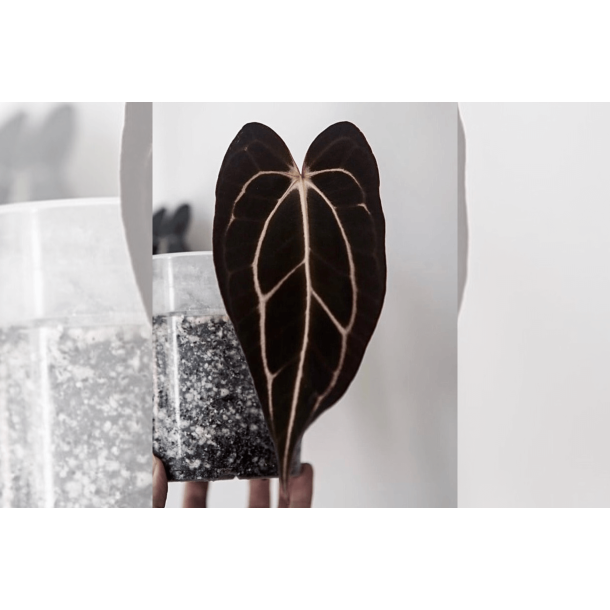 Anthurium carlablackiae 'Serenity'