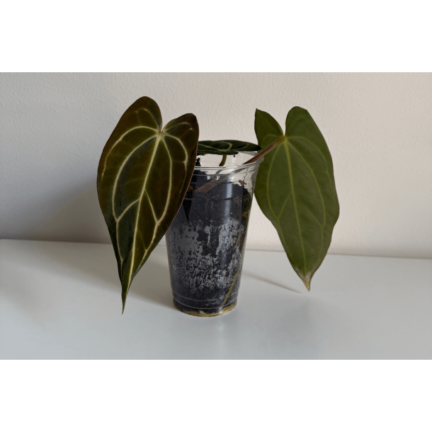 Anthurium carlablackiae 'Serenity'