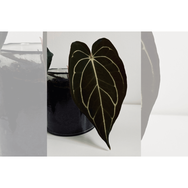 Anthurium carlablackiae 'Serenity'