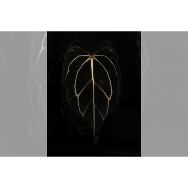 Anthurium carlablackiae 'Serenity'