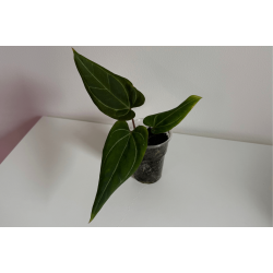 Anthurium 'Stingray'