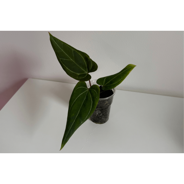 Anthurium 'Stingray'