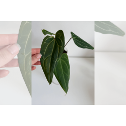 Anthurium 'Stingray'