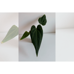 Anthurium 'Stingray'