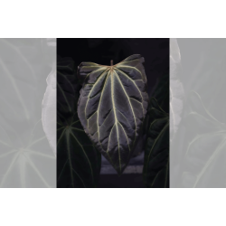 Anthurium besseae aff. Trinity