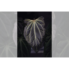 Anthurium besseae aff. Trinity
