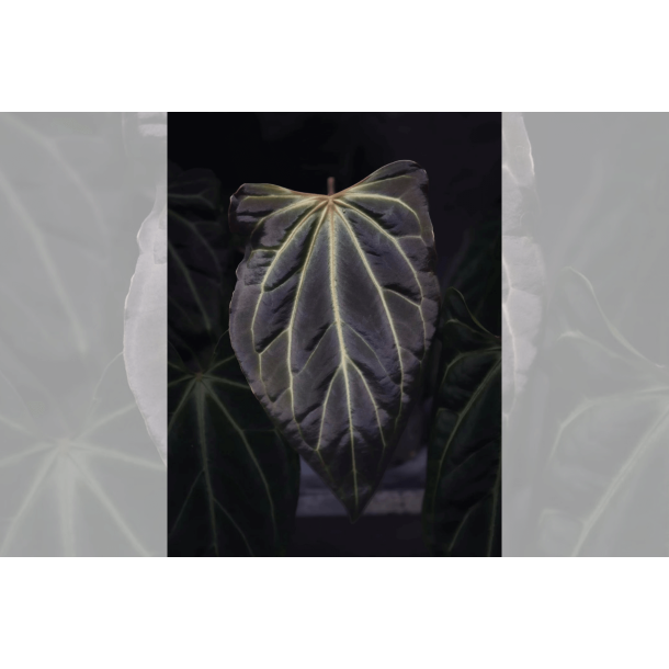 Anthurium besseae aff. Trinity