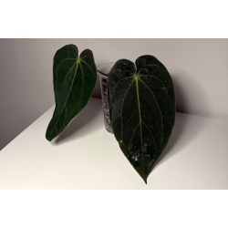 Anthurium carlablackiae 'GPH - 001' x BVEP 'Round'