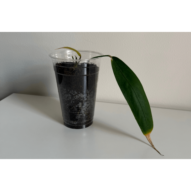 Anthurium wendlingeri (NSE)