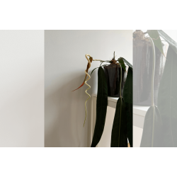 Anthurium wendlingeri (NSE)