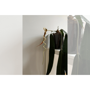 Anthurium wendlingeri (NSE)