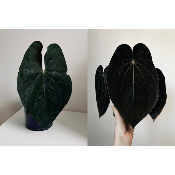 Anthurium papillilaminum 'A+' x BVEP 'Laila'