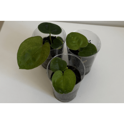 Anthurium 'Ace of Spades' (dark form) x 'Red Vein Dark Phoenix'