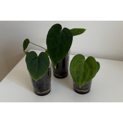 Anthurium BVEP 'Laila' x 'Ace of Spades' (dark form)