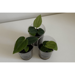 Anthurium BVEP 'Laila' x 'Laura'