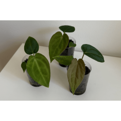 Anthurium BVEP 'Laila' x besseae aff. 'Trinity'