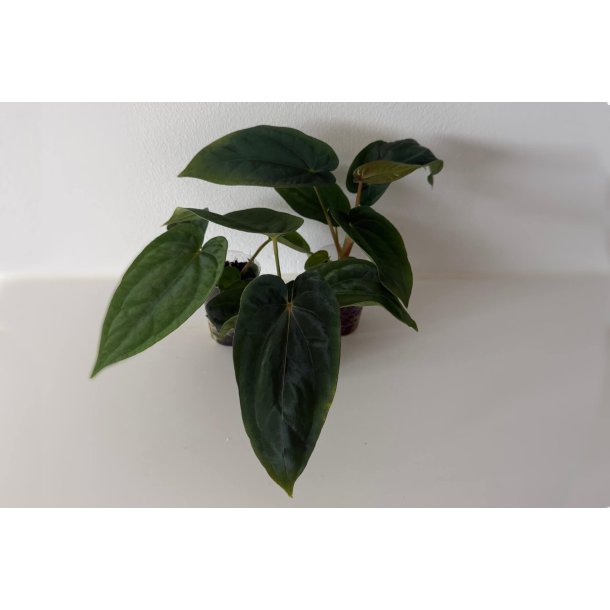 Anthurium BVEP 'Laila' x dressleri RG 'Evelyn'