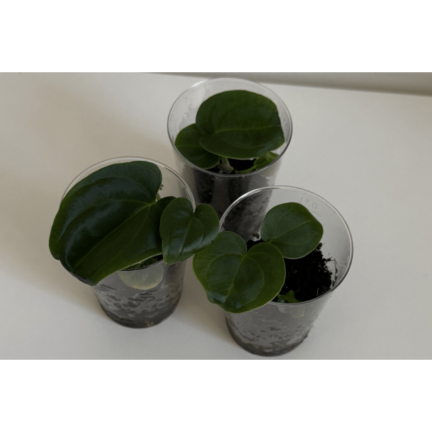 Anthurium BVEP 'Laura' x dressleri RG 'Evelyn'