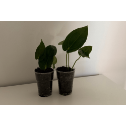 Anthurium 'Blood Moon' x BVEP 'Laila