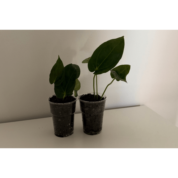 Anthurium 'Blood Moon' x BVEP 'Laila