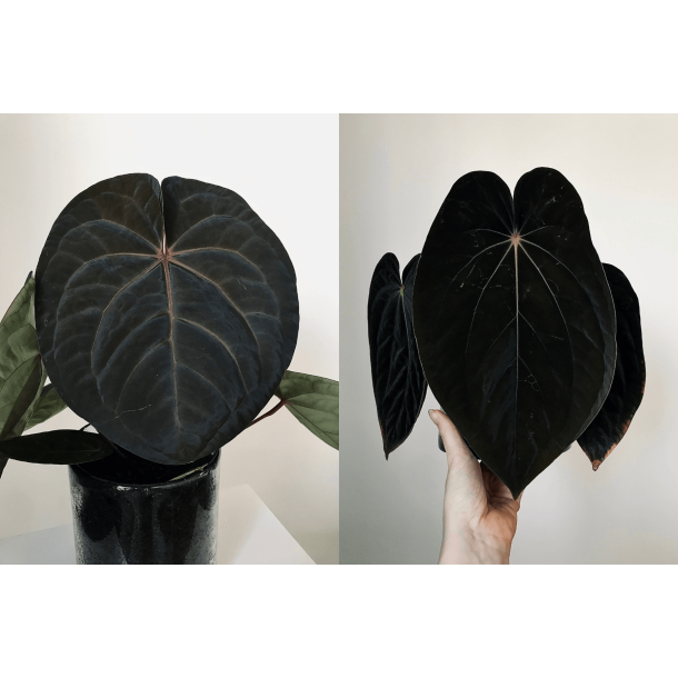 Anthurium 'Blood Moon' x BVEP 'Laila