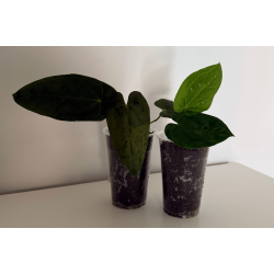 Anthurium 'Blood Moon' x 'Red Vein Dark Phoenix'