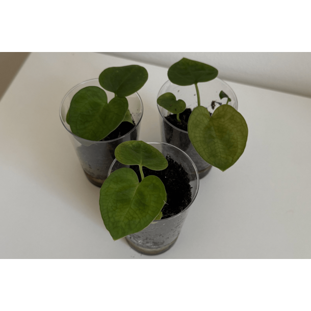 Anthurium (carlablackiae x crystallinum) 'Ciara' x 'Ace of Spades' (dark form)