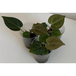 Anthurium (carlablackiae x crystallinum) 'Ciara' x besseae aff. 'Elina'