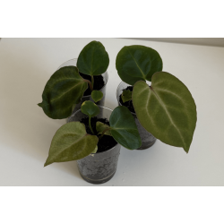 Anthurium (carlablackiae x crystallinum) 'Ciara' x besseae aff. 'Trinity'