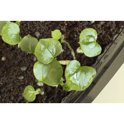 Anthurium 'Dark Phoenix' x 'Red Vein Dark Phoenix'