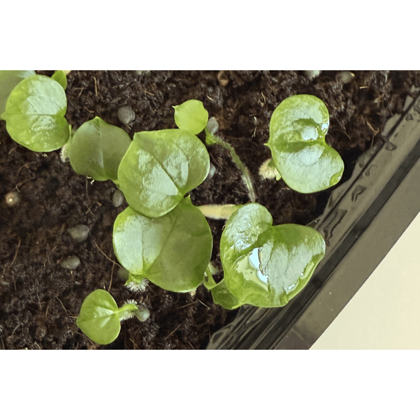 Anthurium 'Dark Phoenix' x 'Red Vein Dark Phoenix'