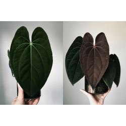 Anthurium 'Dark Phoenix' x 'Red Vein Dark Phoenix'